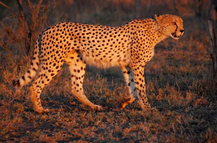 African cheetah