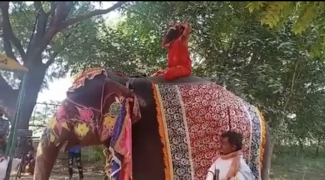 Baba Ramdevs yoga act on elephant