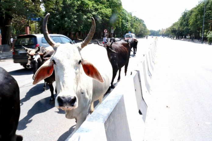 Cows-in-group-UNI