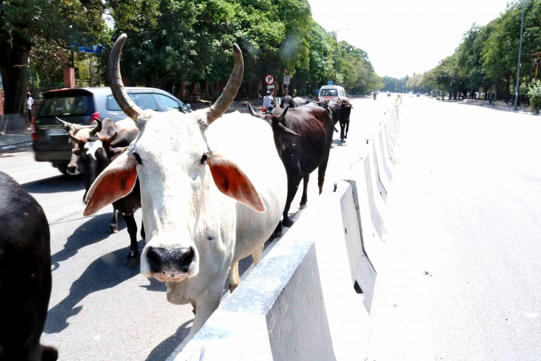 Cows-in-group-UNI