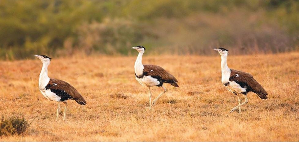 great india bustard