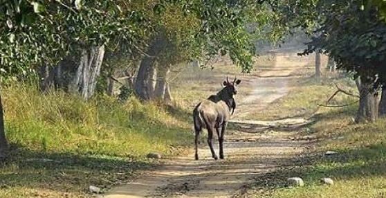 rajaji national park 2