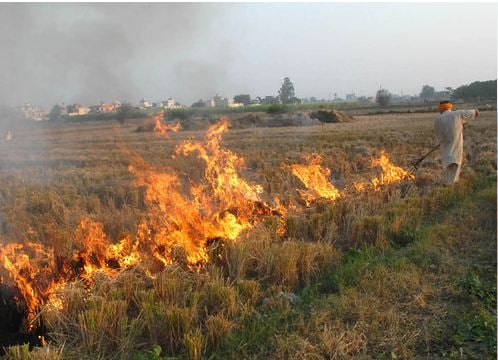 stubble burning