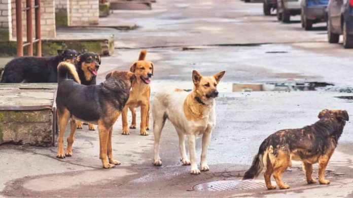 stray dog